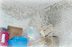 Room with Mold, Waynesville in Hazelwood, NC